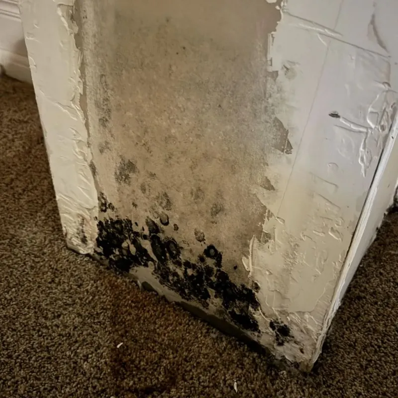 Professional Mold Removal in East Harwich, MA